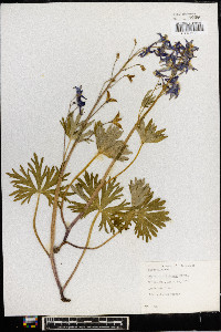 Delphinium tricorne image