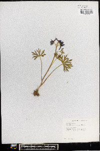 Delphinium tricorne image