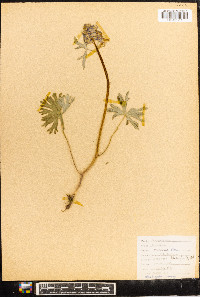 Delphinium tricorne image