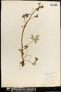 Delphinium tricorne image