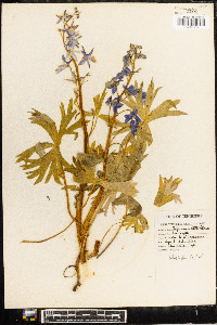 Delphinium tricorne image