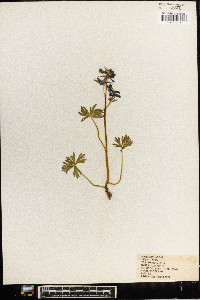 Delphinium tricorne image