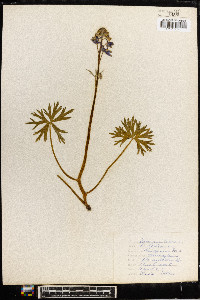 Delphinium tricorne image