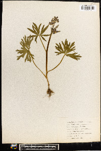 Delphinium tricorne image
