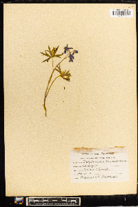 Delphinium tricorne image