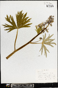 Delphinium tricorne image