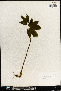 Hydrastis canadensis image