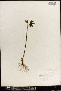 Hydrastis canadensis image