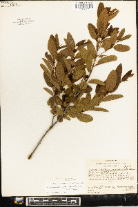 Karwinskia humboldtiana image