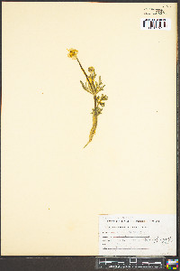 Ranunculus acris image