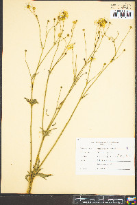 Ranunculus acris image