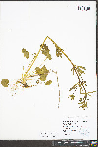 Ranunculus allegheniensis image