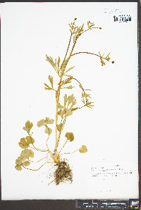 Ranunculus allegheniensis image