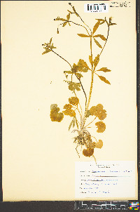 Ranunculus allegheniensis image