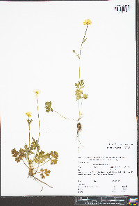 Ranunculus bulbosus image