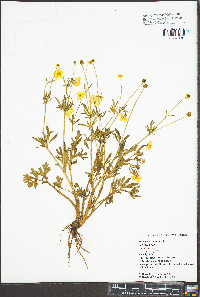 Ranunculus bulbosus image