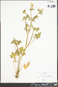 Ranunculus bulbosus image