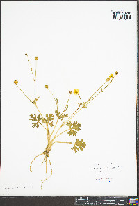 Ranunculus bulbosus image