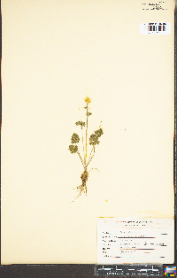 Ranunculus bulbosus image