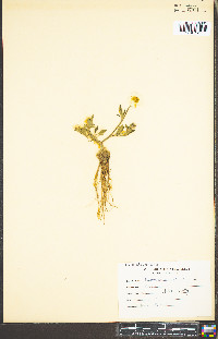 Ranunculus bulbosus image