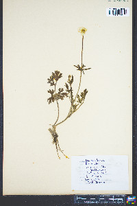 Ranunculus bulbosus image