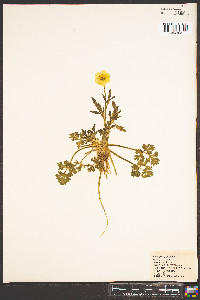 Ranunculus bulbosus image