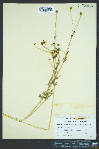 Ranunculus bulbosus image