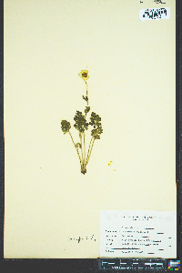 Ranunculus bulbosus image