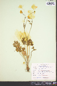 Ranunculus bulbosus image
