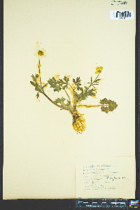 Ranunculus bulbosus image