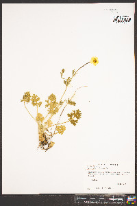 Ranunculus bulbosus image