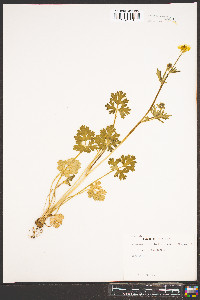 Ranunculus bulbosus image