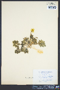 Ranunculus bulbosus image