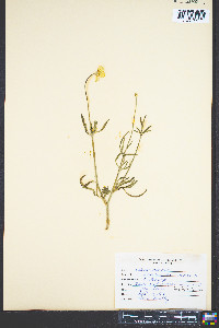 Ranunculus bulbosus image