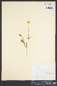 Ranunculus bulbosus image