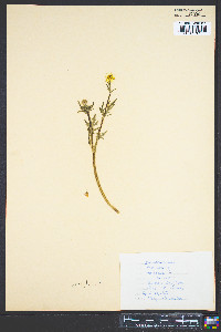 Ranunculus bulbosus image