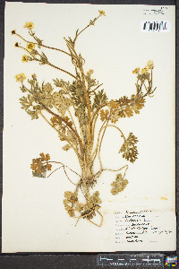Ranunculus bulbosus image