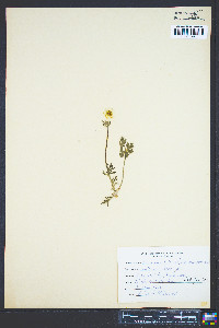 Ranunculus bulbosus image