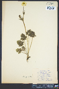 Ranunculus bulbosus image