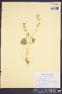 Ranunculus bulbosus image