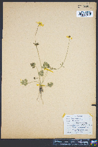Ranunculus bulbosus image