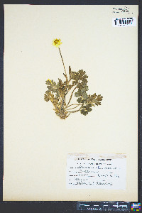Ranunculus bulbosus image