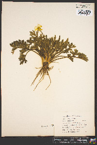 Ranunculus bulbosus image