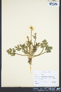 Ranunculus bulbosus image