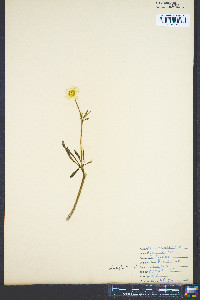Ranunculus bulbosus image