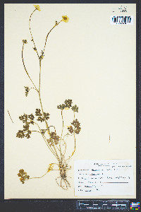 Ranunculus bulbosus image