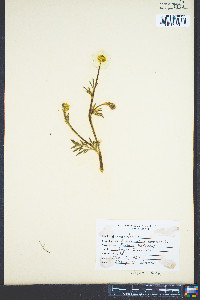 Ranunculus bulbosus image