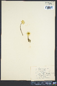 Ranunculus bulbosus image