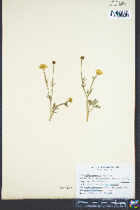 Ranunculus bulbosus image