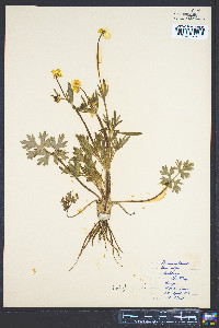 Ranunculus bulbosus image